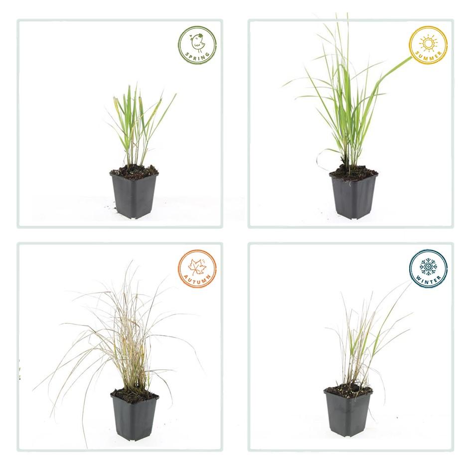 Calamagrostis acutiflora Karl Foerster – siergras met opgaande groei en bloempluimen – potmaat 9 cm" Intratuin , Fleur direct