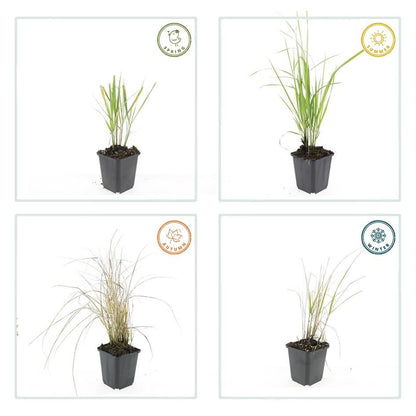 Calamagrostis acutiflora Karl Foerster – siergras met opgaande groei en bloempluimen – potmaat 9 cm" Intratuin , Fleur direct