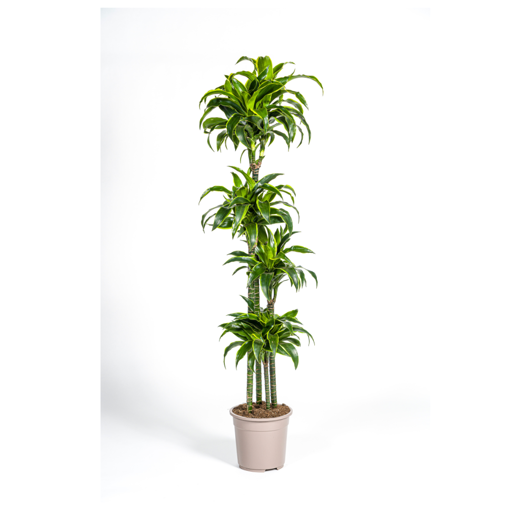 Dracaena Deremensis Dorado – hoge, elegante kamerplant met donkergroene bladeren en lichte gele rand – Ø27cm, 170-190cm.