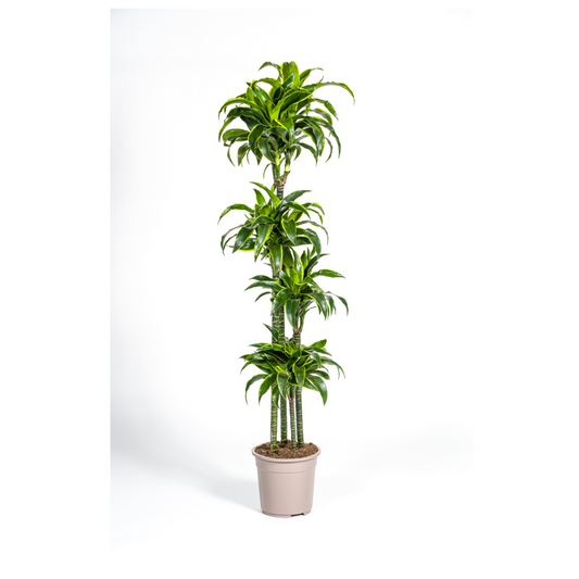 Dracaena Deremensis Dorado – hoge, elegante kamerplant met donkergroene bladeren en lichte gele rand – Ø27cm, 170-190cm.