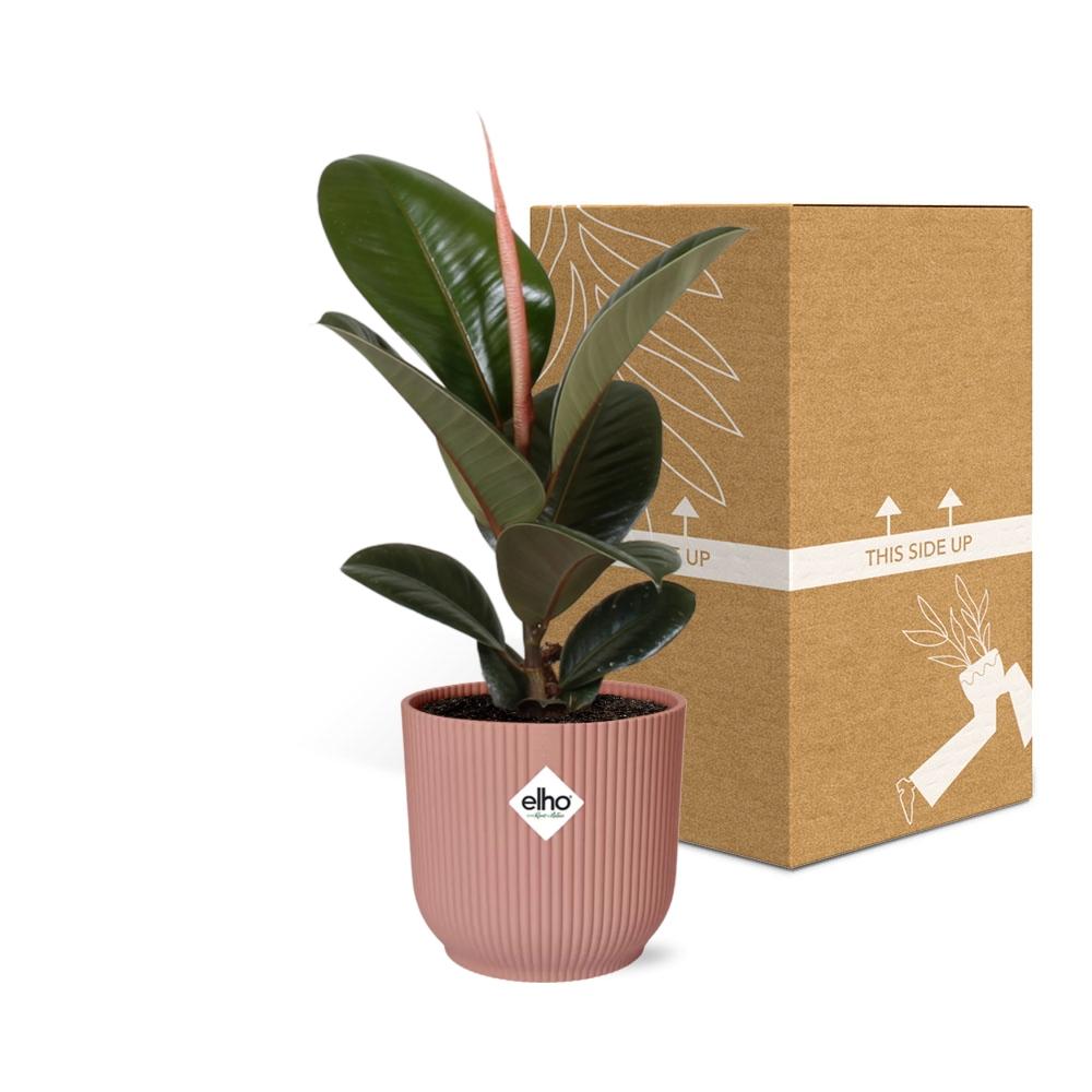 Ficus kamerplant in decoratieve pot – Luchtzuiverende groene plant voor binnen