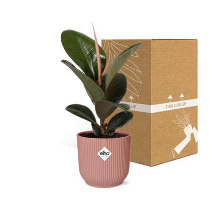 Ficus kamerplant in decoratieve pot – Luchtzuiverende groene plant voor binnen