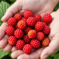 6 Fruit Plants | Japanese Wineberry | Rubus Phoenicolasius | Hardy
