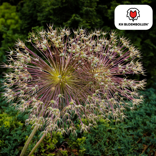 Allium schubertii – sierui met explosievormige bloemen tot 30 cm groot, 5 bloembollen, geschikt als droogbloem