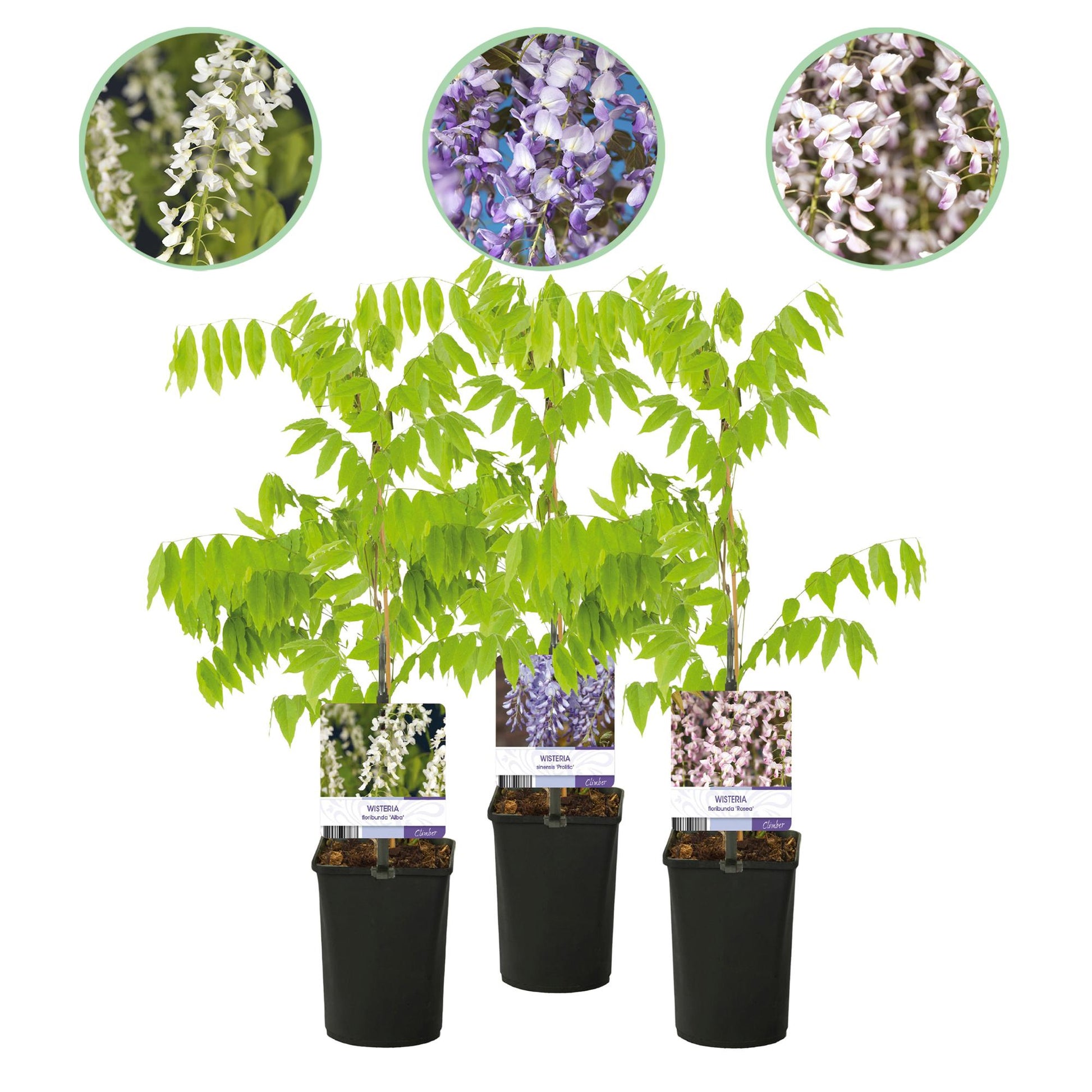 Wisteria floribunda Tricolour – set van drie blauweregen variëteiten met witte, blauwe en roze bloemen voor een kleurrijke en sfeervolle tuin