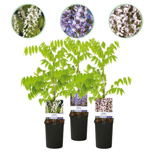 Blauwe regen - Wisteria floribunda Tricolour - Bloemen Blauw Roze Wit  - 3 planten - Pot 11cm Hoogte 40cm
