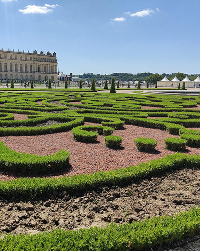 4 x Buxus Haag | Babylon Beauty | Resistant tegen de Buxus schimmel