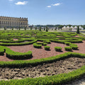 4 x Buxus Haag | Babylon Beauty | Resistant tegen de Buxus schimmel