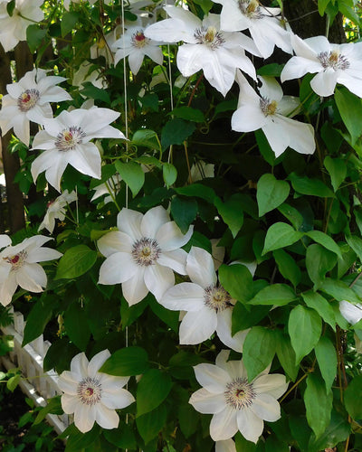 2 x Clematis Miss Bateman | Klimplant | Witbloeiend