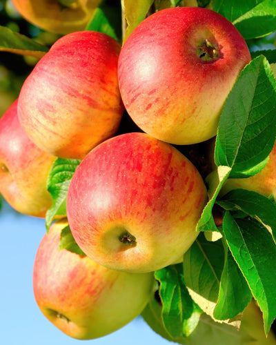 De Malus domestica 'Jonagold' appelboom is een bekende en populaire appelsoort in Nederland, geliefd om zijn zoetzure, sappige smaak. De appels zijn groot en hebben een geelgroene kleur met een oranjerode blos. Dit ras is relatief makkelijk te verzorgen en is geschikt voor in een pot, zoals de door jou genoemde pot van Ø 21 cm