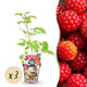3 x Fruitplanten | Japanse Wijnbes | Rubus Phoenicolasius