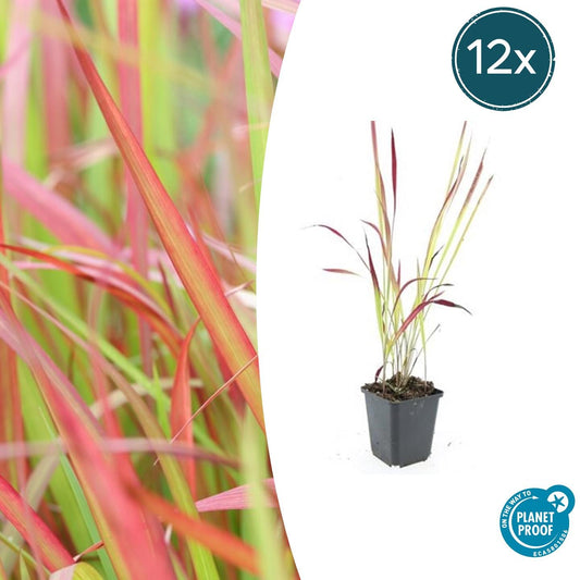 12x Imperata cylindrica 'Red Baron' - ↕10-25cm - Ø9cm  Bloedgras