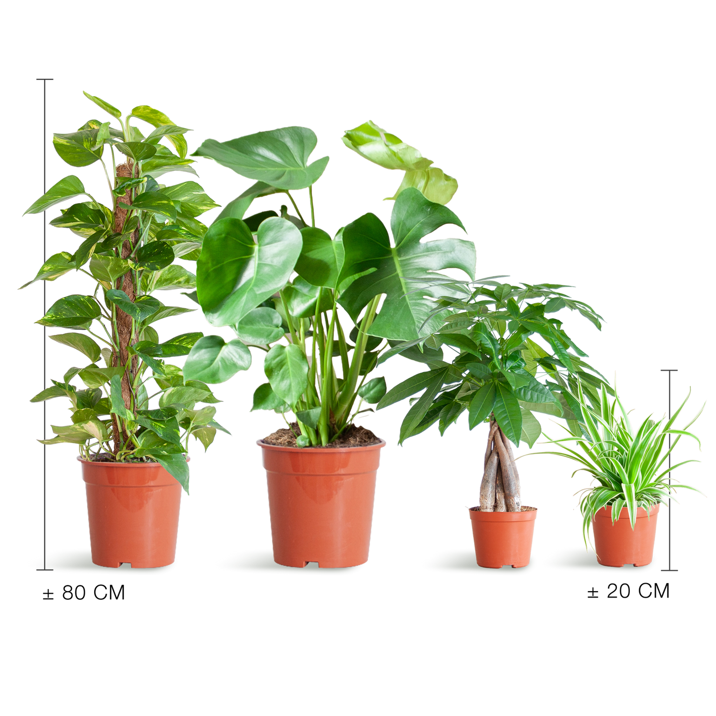 Makkelijke Plantenbox met 4 onderhoudsvriendelijke kamerplanten: Chlorophytum, Pachira, Epipremnum Mosstok en Monstera, zonder sierpot.