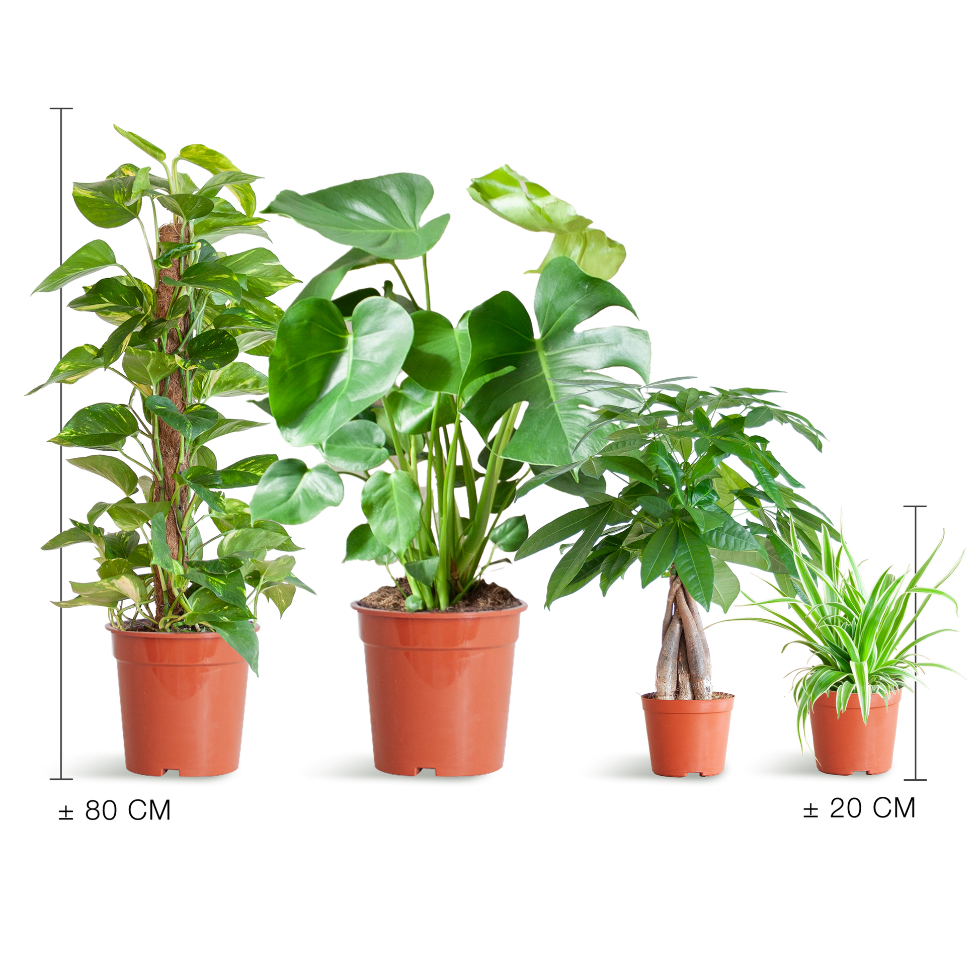 Makkelijke Plantenbox met 4 onderhoudsvriendelijke kamerplanten: Chlorophytum, Pachira, Epipremnum Mosstok en Monstera, zonder sierpot.