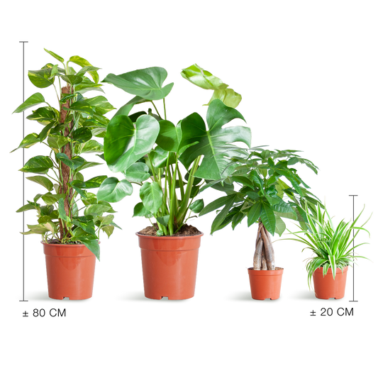 Makkelijke Plantenbox met 4 onderhoudsvriendelijke kamerplanten: Chlorophytum, Pachira, Epipremnum Mosstok en Monstera, zonder sierpot.