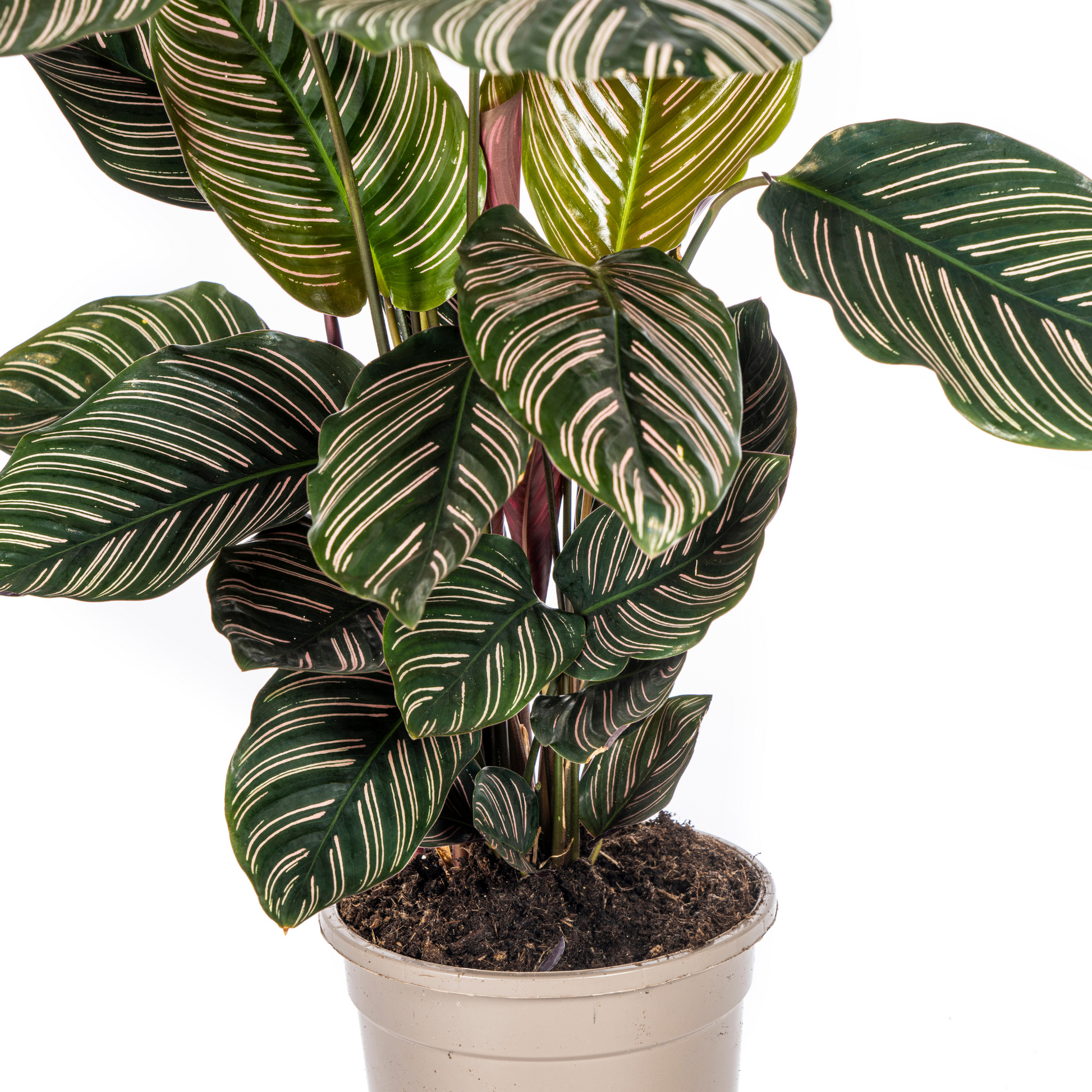 De Calathea staat bekend om haar prachtige bladeren. De duidelijke patronen op de grote bladeren, de kleur van de nerven, de mooie ovale vorm of de ribbel: elke Calathea soort heeft haar eigen charmes. De Calathea wordt ook wel pauwenplant genoemd, omdat de bladpatronen vaak lijken op een pauwenveer. Bij Intratuin hebben we het hele jaar door vele soorten van de Calathea. Koop je Calathea orbifolia, Calathea sanderiana 'Ornata', Calathea zebrina, Calathea warscewiczii of Calathea rufibarba