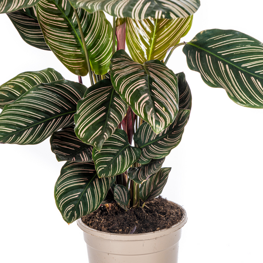 De Calathea staat bekend om haar prachtige bladeren. De duidelijke patronen op de grote bladeren, de kleur van de nerven, de mooie ovale vorm of de ribbel: elke Calathea soort heeft haar eigen charmes. De Calathea wordt ook wel pauwenplant genoemd, omdat de bladpatronen vaak lijken op een pauwenveer. Bij Intratuin hebben we het hele jaar door vele soorten van de Calathea. Koop je Calathea orbifolia, Calathea sanderiana 'Ornata', Calathea zebrina, Calathea warscewiczii of Calathea rufibarba