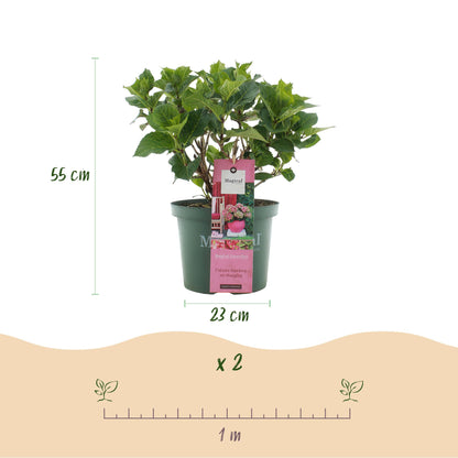 Terrasplant - Hortensia - Hydrangea Magical Green Fire - Roze Groen - 6-10 Bloemen - 2 Planten - Pot 23cm Hoogte 55cm