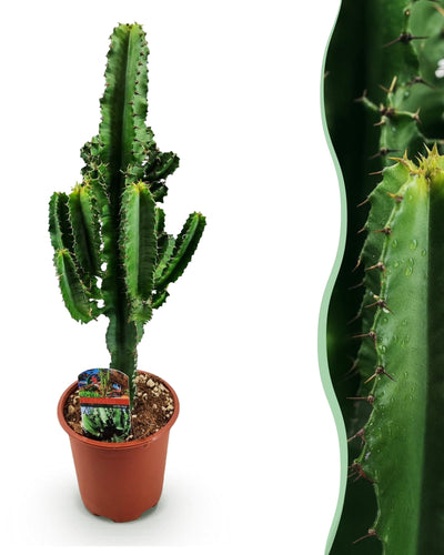 Euphorbia eritrea | Afrikaanse melkboom | Weinig onderhoud