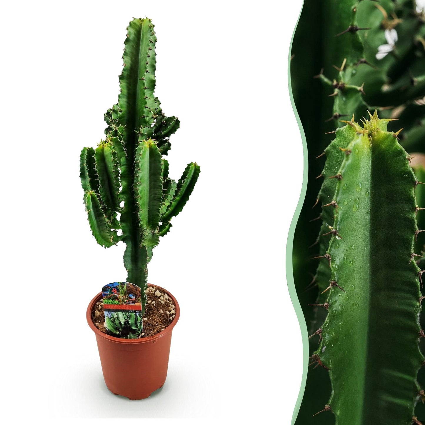 Euphorbia eritrea | Afrikaanse melkboom |Weinig onderhoud