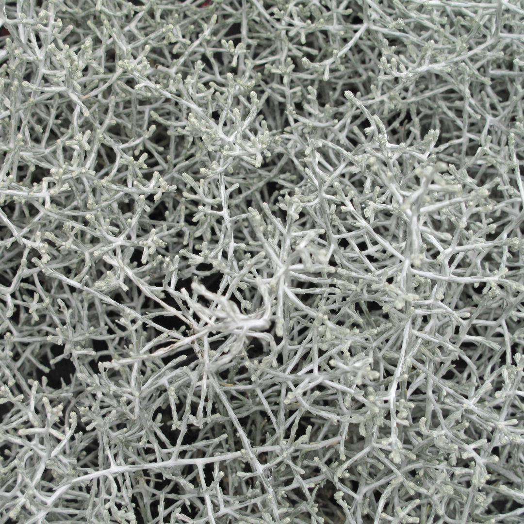 6x Calocephalus | Zilverstruikje  | Tuinplanten