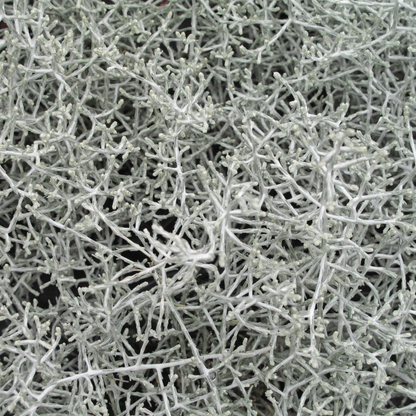 6x Calocephalus | Zilverstruikje  | Tuinplanten