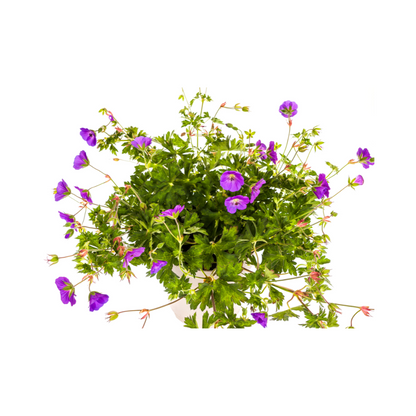 Geranium Rozanne Purple – Üppige Blüten für jeden Garten