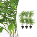 Fargesia rufa Buitenplant | Bamboe - Planttoday