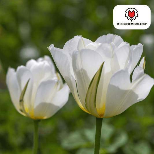Tulpenbollen White Valley – set van 20 helderwitte tulpen, elegant en tijdloos, geschikt voor tuin, border of pot.