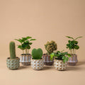 6 x Plant set met pot set San Juan | plant mix