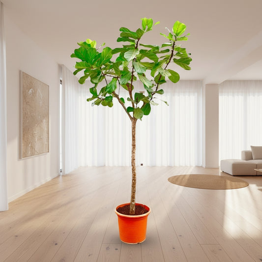 Ficus Lyrata boom XXXL | Mega kamerplant