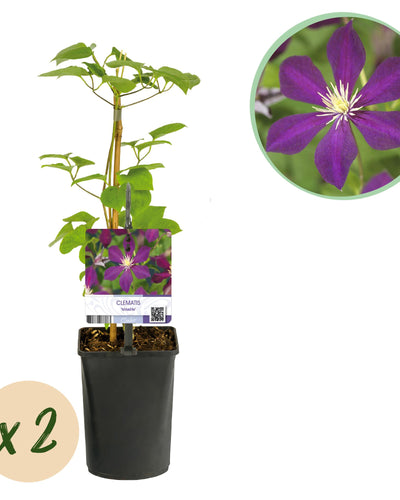 2 x Klimplant | Clematis Mikelite |Bloem Paars | Tuinplant
