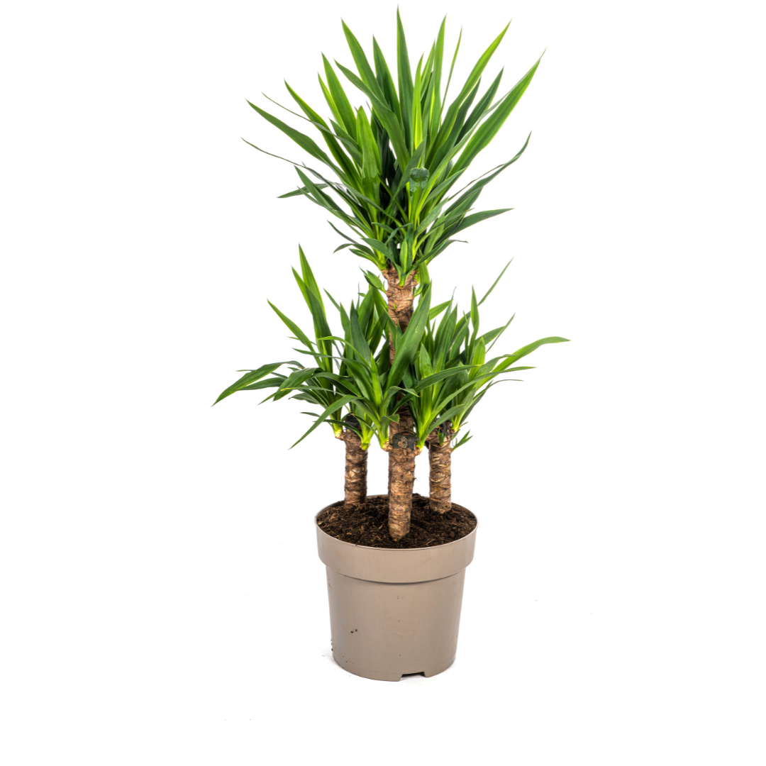 Yucca Elephantipes – kamerplant met stevige stelen en lange donkergroene zwaardvormige bladeren – hoogte 90–110cm