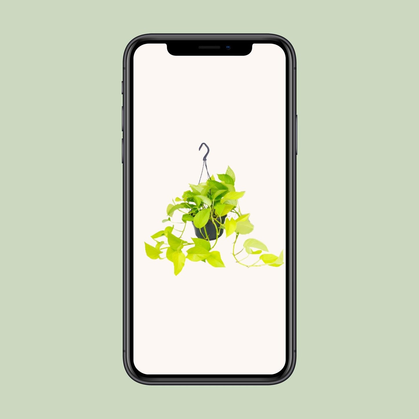 Golden Pothos – Sterke Hang- of Klimplant met Goudgroene Bladeren – Scindapsus Epipremnum – Ø15 cm – ↕25 cm