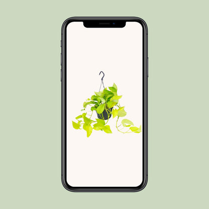 Golden Pothos – Sterke Hang- of Klimplant met Goudgroene Bladeren – Scindapsus Epipremnum – Ø15 cm – ↕25 cm