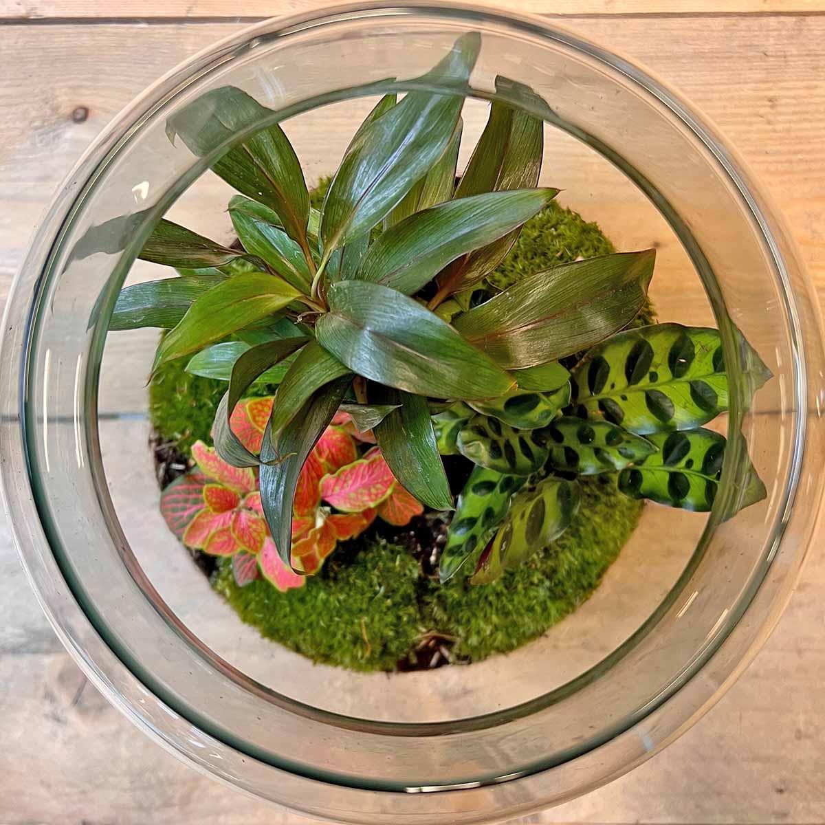 DIY terrarium - Milky Palm - ↕ 30 cm.mini-jungle in een fles