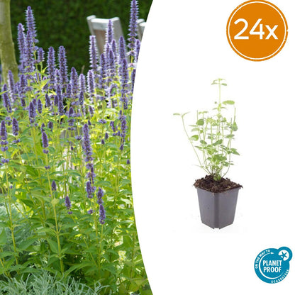 Wat te doen met een uitgebloeide dropplant?
Knip meteen na de bloei de uitgebloeide bloemen van de dropplant weg en maak kans op nog een ronde bloei. Aan het einde van de zomer kun je ze juist laten zitten, voor een mooie silhouet in je wintertuin.