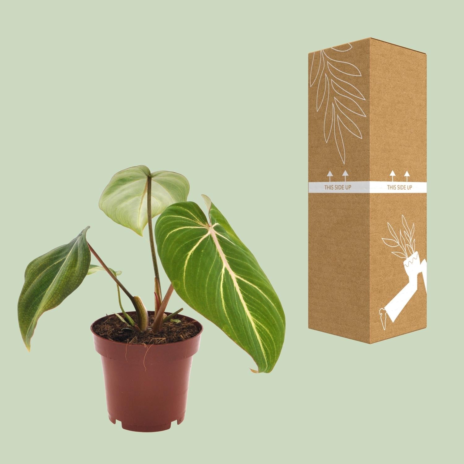 Philodendron Selloum Atom – compacte kamerplant (Ø12 cm, 25 cm hoog) met tropische, gespleten bladeren.
