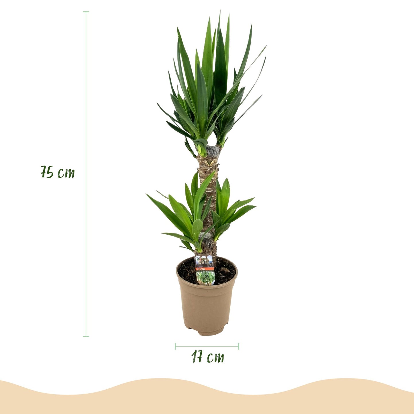 2 x Yucca elephantipes | Weinig onderhoud | Kamerplant