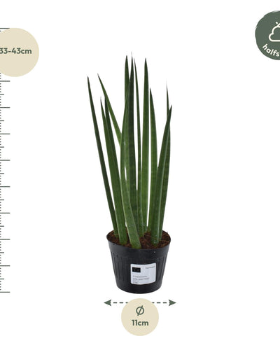 Sansevieria cylindrica Bacularis – Mikado kamerplant – pot Ø10,5 cm – stijve zwaardvormige bladeren"