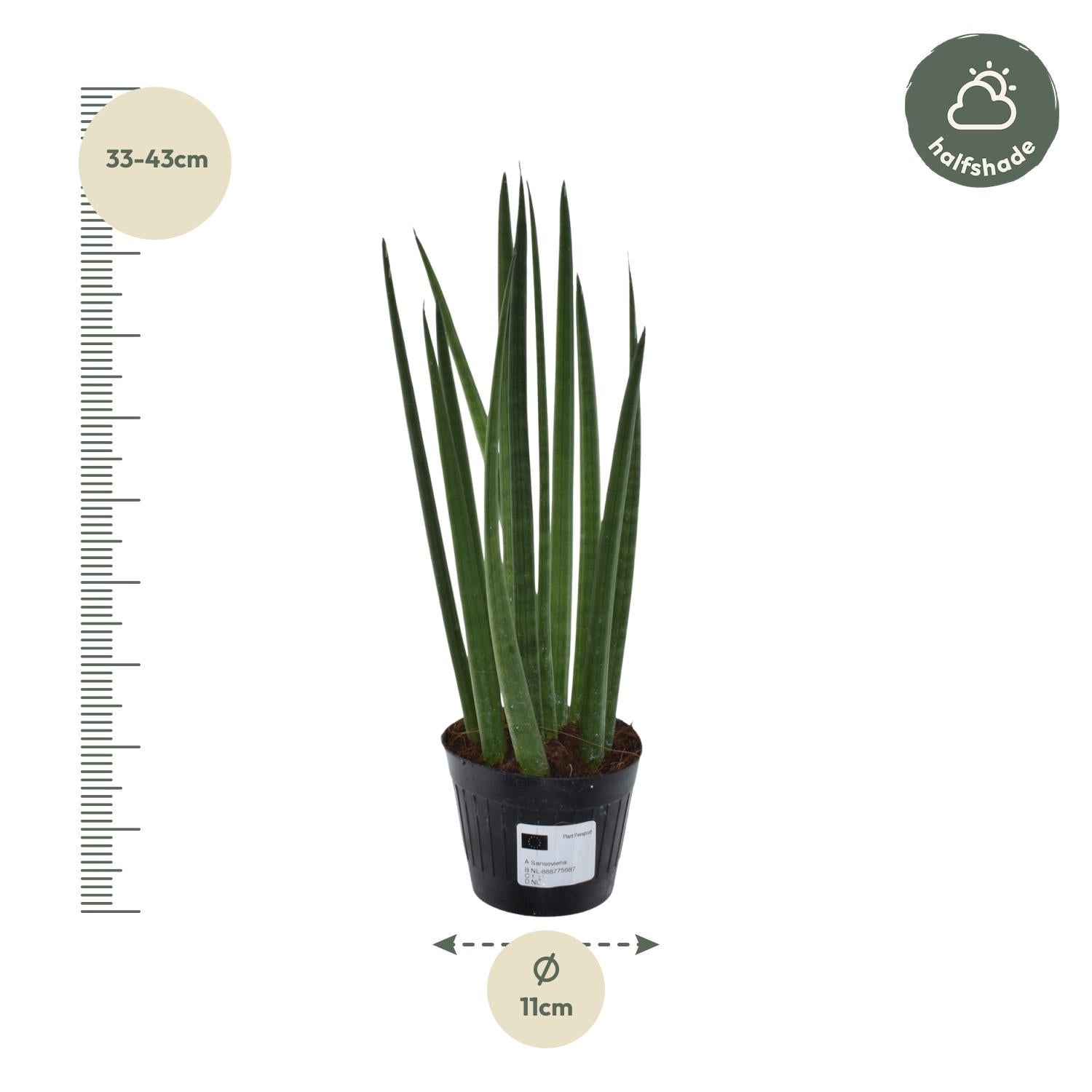 Sansevieria cylindrica Bacularis – Mikado kamerplant – pot Ø10,5 cm – stijve zwaardvormige bladeren"