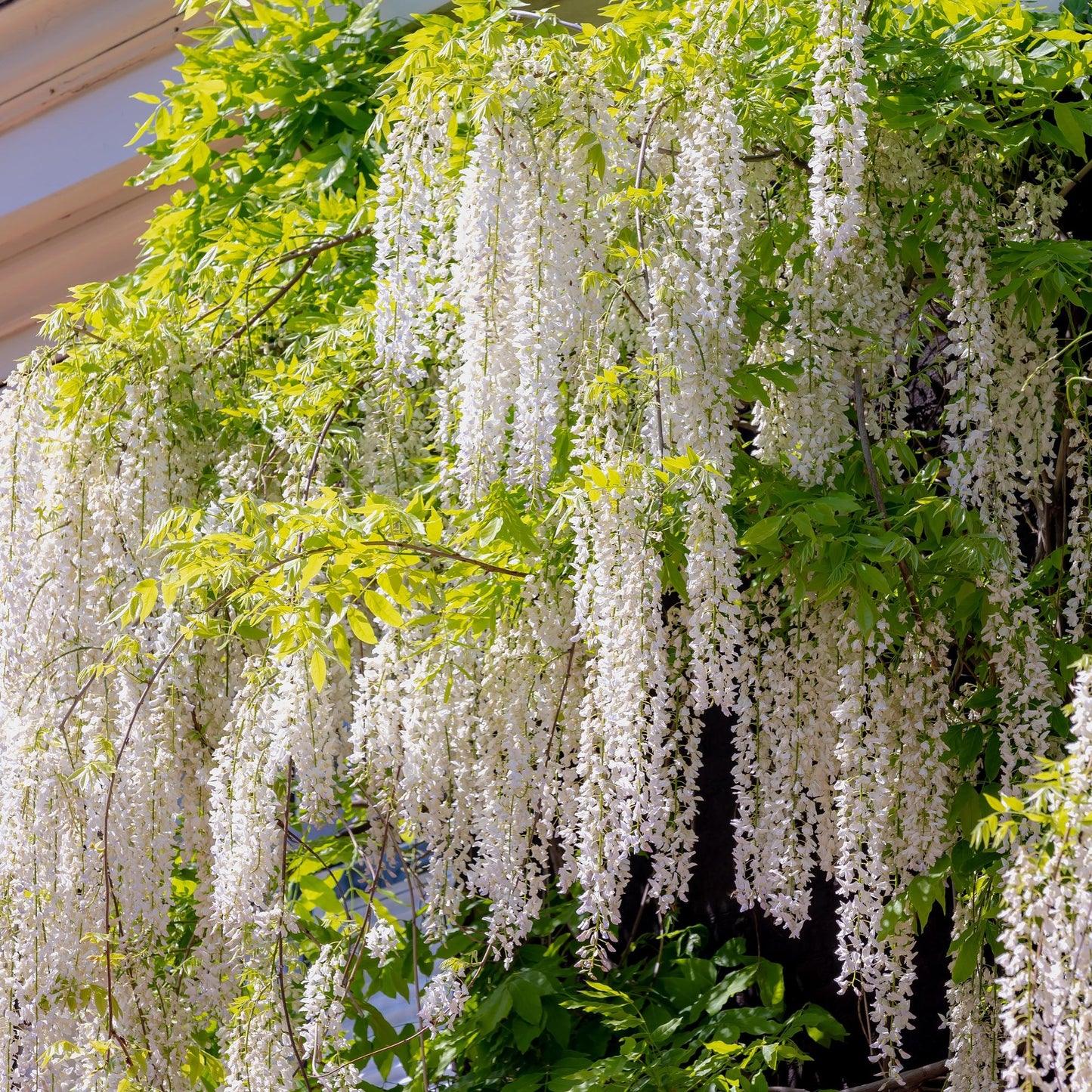 Blauwe regen - Wisteria floribunda Alba - Bloem Wit  - Pot 11cm Hoogte 40cm