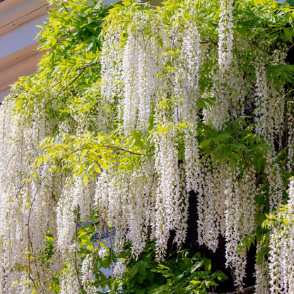 Blauwe regen - Wisteria floribunda Alba - Bloem Wit  - Pot 11cm Hoogte 40cm