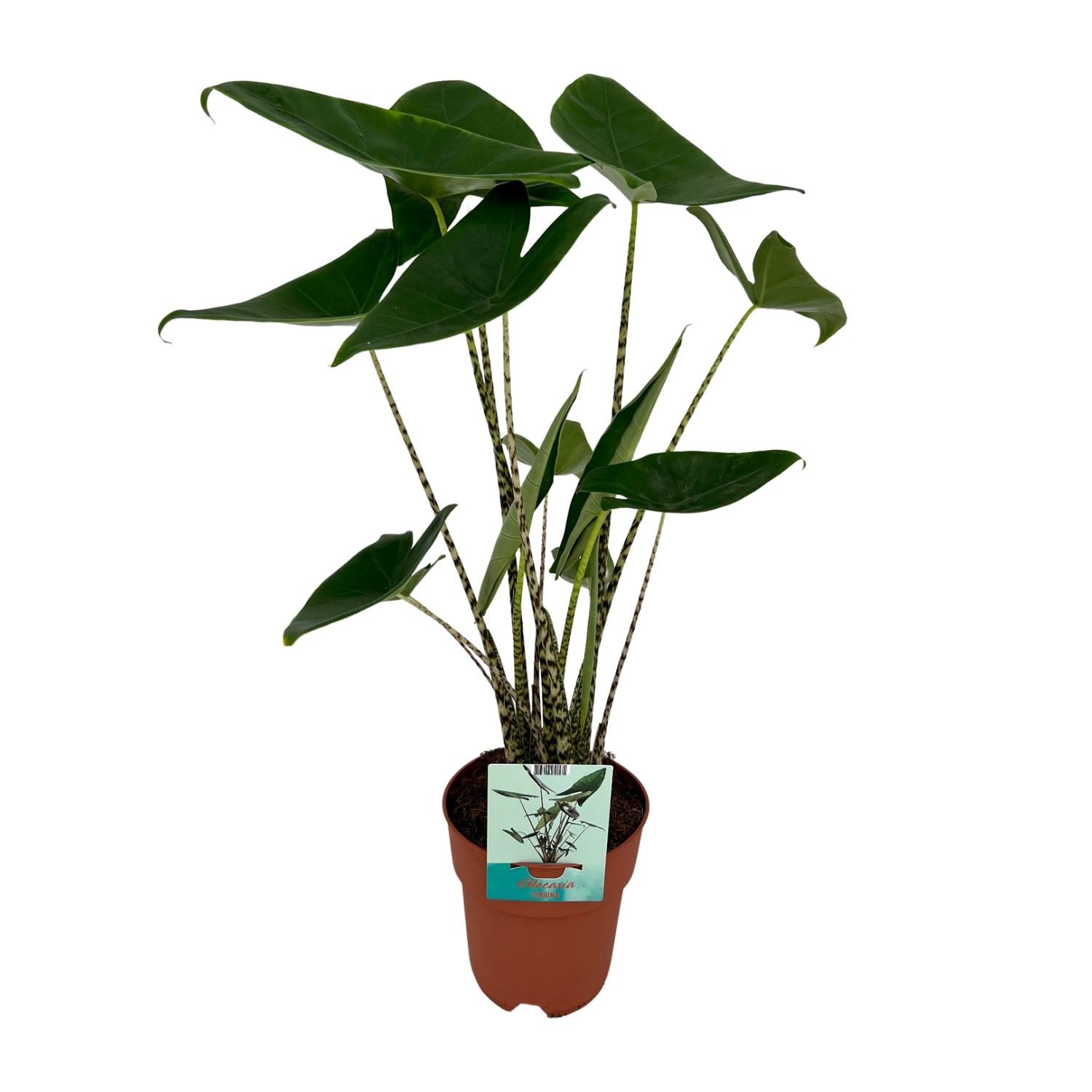 Exotische kamerplant met opvallende zebra-stengels
