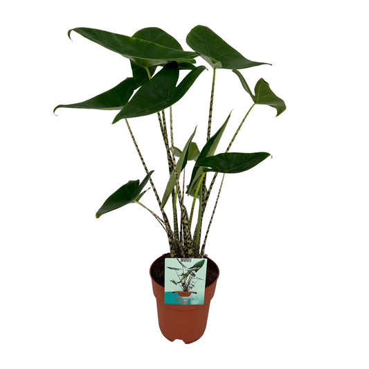 Exotische kamerplant met opvallende zebra-stengels