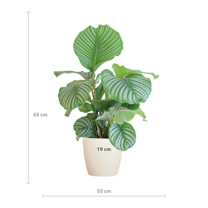 Calathea orbifolia | met pot Viber wit | kamerplant