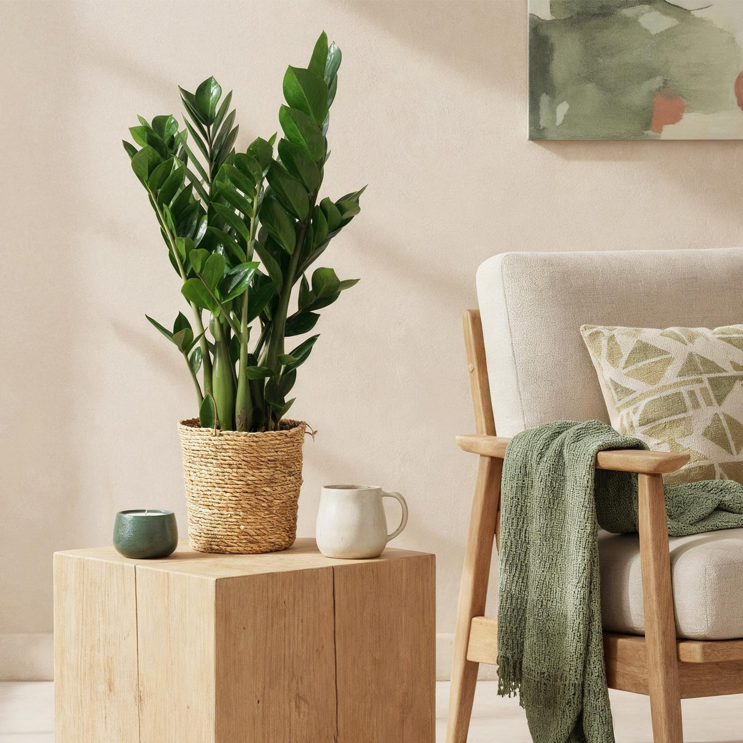 2 x Kamerplanten |Zamioculcas | ZZ-plant | met mand