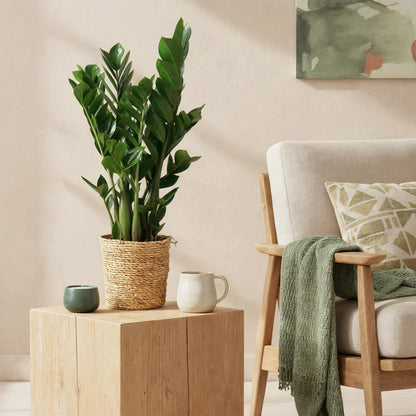 2 x Kamerplanten |Zamioculcas | ZZ-plant | met mand