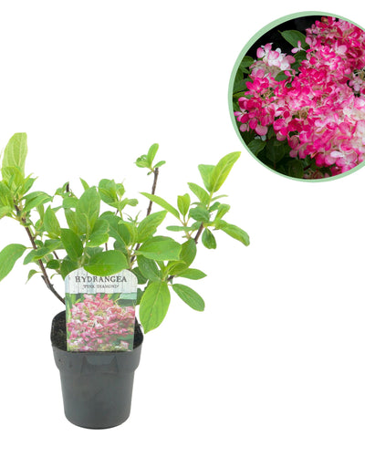 Hydrangea panniculata Pink Diamond