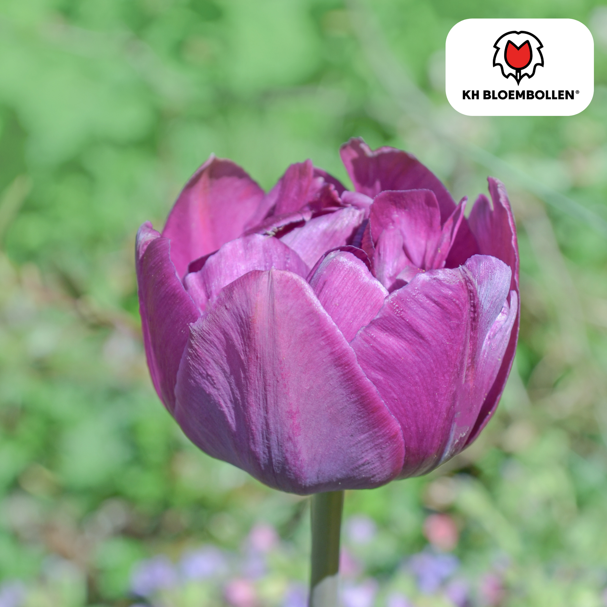 Tulpenbollen Double Flag – paarse dubbelbloemige tulpen, vol en elegant – 20 stuks, maat 11/12, geschikt voor tuin, pot en border – KH Bloembollen®